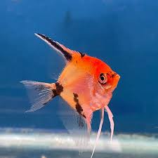 Angelfish Red Devil
