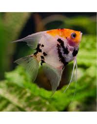 Angelfish Red Devil