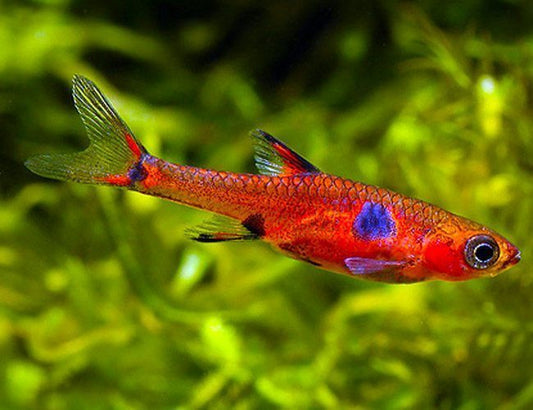 Red Dwarf Rasbora