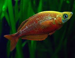 Red Irian Rainbow (Glossolepis incisis)