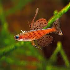 Red Neon Blue Eye Rainbowfish (Pseudomugil luminatus)