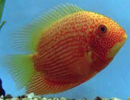 Gold Red Streak Severum (Heros cf. efasciatus)