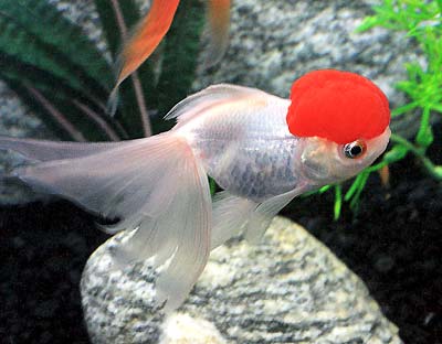 Red Cap Oranda