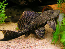 Rio Negro Sailfin Pleco Pterygoplichthys gibbiceps ‘Rio Negro’ 2.5"