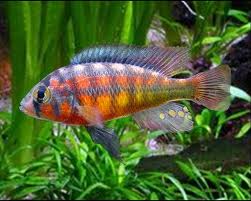 Rock Kribensis - Paralabidochromis sauvagei