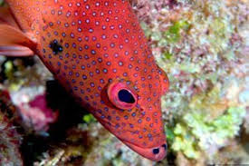 STRAWBERRY GROUPER (PSEUDOCHROMIS PORPHYREUS)