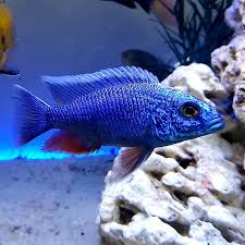 Electric Blue Fryeri "German Strain" (Sciaenochromis fryeri)