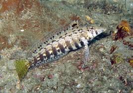 Sharpnose Blenny - Parapercis cylindrica