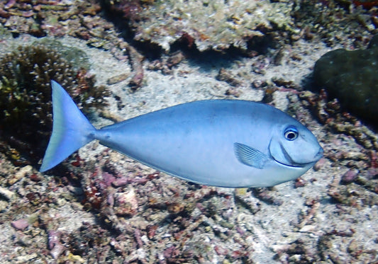 Sleek Unicornfish - NASO Hexacanthus