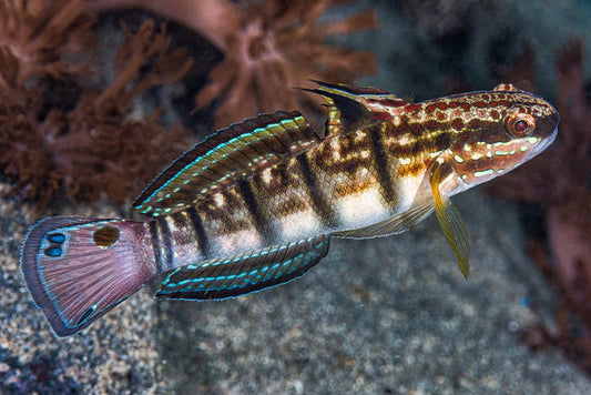 Sleeper Banded Goby - AMBLYCOBIUS PHALAENA