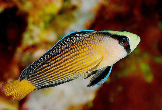 Splendid Dottyback - PSEUDOCHROMIS SPLENDENS