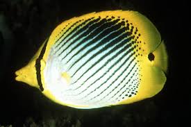 Spot Tail Butterflyfish (Chaetodon Ocellicaudus)