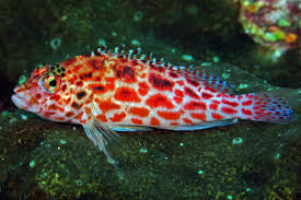 Pixy/Spotted Hawkfish - Cirrhitichthys oxycephalus