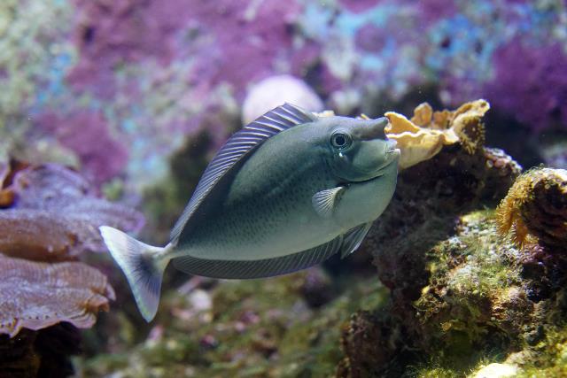Spotted  Unicornfish (NASO BREVIRUSTRIS)