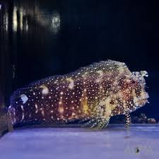 Starry Blenny - Salarias ramosus