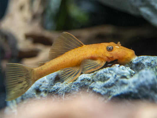 Super Red Bushynose Pleco