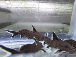 SYNODONTIS PIEDRATUS CATFISH - SYNODONTIS HYBRID