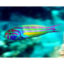 Five-Stripe Wrasse (Pink Face) - Thalassoma quinquevittatum