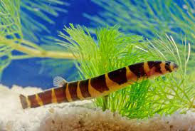 Giant Kuhli Loach