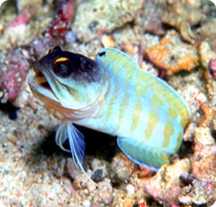 Bali Jawfish