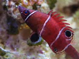 White Banded Possum Wrasse - Wetmorella albofasciata