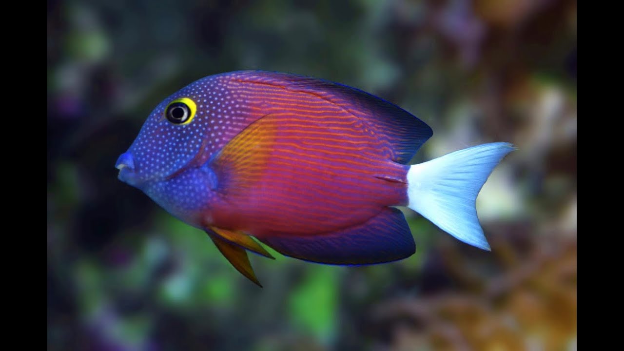 Whitetail Bristle Tooth Tang - Ctenochaetus flavicauda