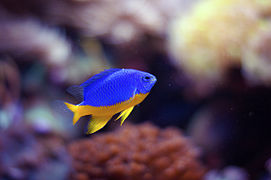 Damsel Fish