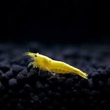 Shrimp Yellow Neocaridina
