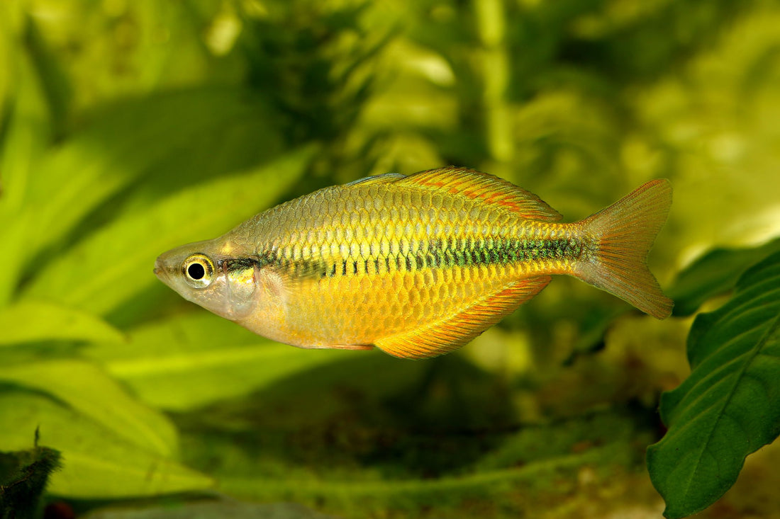 Lake Kurumoi Rainbowfish M Parva - for sale at Aquarium Fish Depot