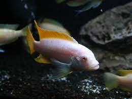 Zebra Albino Red Fin