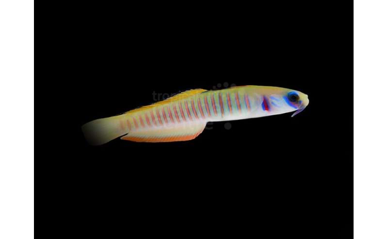 Zebra Barred Dartfish - PTERELEOTRIS ZEBRA