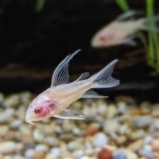 Albino Corydoras Longfin