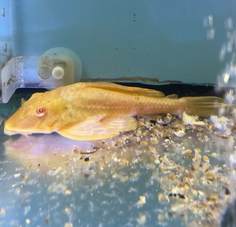 Albino Sailfin Pleco 3"+