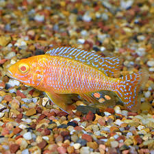 Albino Scarlet Peacock