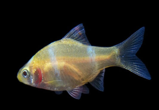 Albino Tiger Barbs