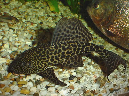 Amazon Sailfin - Pterygoplichthys pardalis