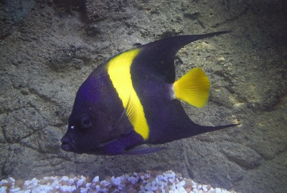 Asfur Angelfish