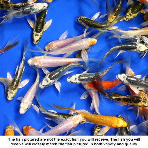 Assorted Koi Medium - Standard Grade 3.5"