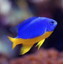 Azure - Yellow Belly Damselfish - CHRYSIPTERA HEMICYANEA