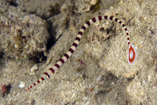 Banded Pipefish