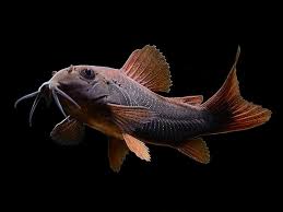 Black Venezuelan Corydoras