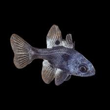 Black Cardinalfish - Apogon melas