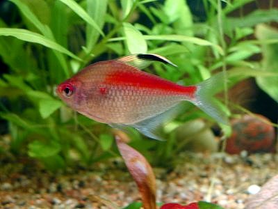 Columbian Bleeding Heart Tetra - Hyppessobrycon eritrostigma