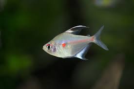 Columbian Bleeding Heart Tetra - Hyppessobrycon eritrostigma