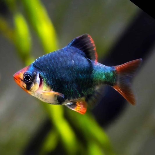 Tiger Blue Velvet Barb