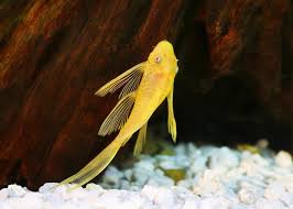 L144 Albino Blue Eye Longfin Pleco