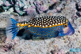 BLUE DOTTED BOXFISH - OSTRACION MELEAGRIS - rare