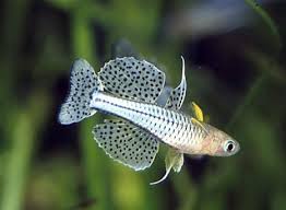 Spotted Blue Eye Rainbowfish (Pseudomugil gertrudae)