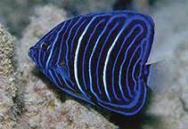 Blue Ring Angelfish (POMACANTHU ANULARIS)