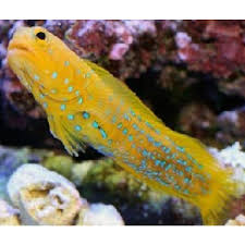 Bluespotted Watchman Goby - Cryptocentrus pavoninoides